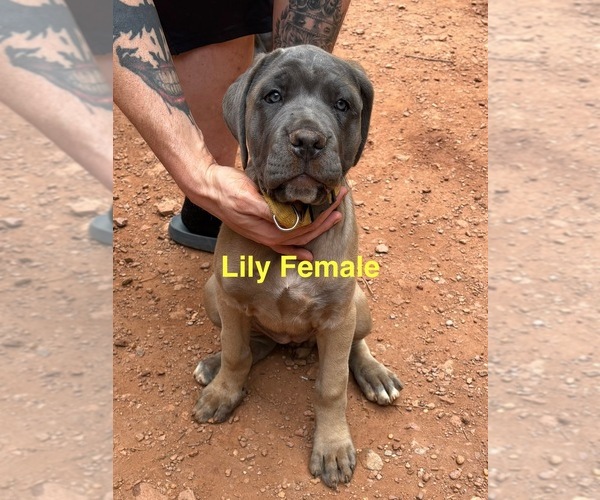 Medium Photo #4 Cane Corso Puppy For Sale in ROCKMART, GA, USA