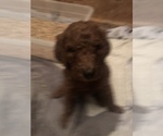 Small Photo #13 Poodle (Standard) Puppy For Sale in VICTOR, NY, USA