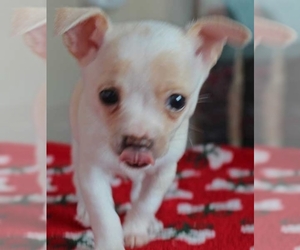 Chihuahua Puppy for sale in JERSEY CITY, NJ, USA