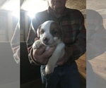 Small Photo #1 Jack Russell Terrier Puppy For Sale in MIDDLEBORO, MA, USA