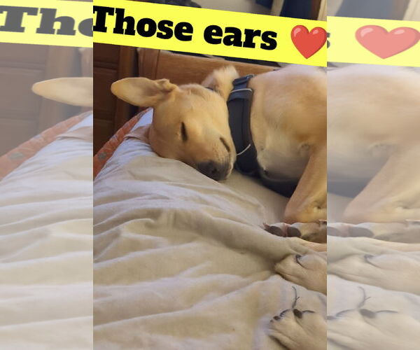 Medium Photo #3 Labrador Retriever-Unknown Mix Puppy For Sale in Princeton, MN, USA