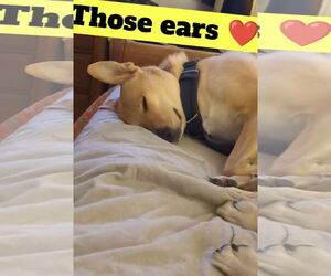 Peach - Female Labrador Retriever-Unknown Mix Dog for Adoption - Photo #3