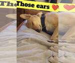 Small #2 Labrador Retriever Mix