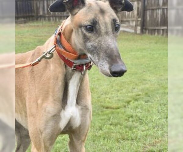 Medium Photo #1 Greyhound Puppy For Sale in Grandville, MI, USA