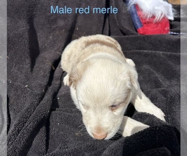 Medium Photo #13 Australian Shepherd Puppy For Sale in COTOPAXI, CO, USA