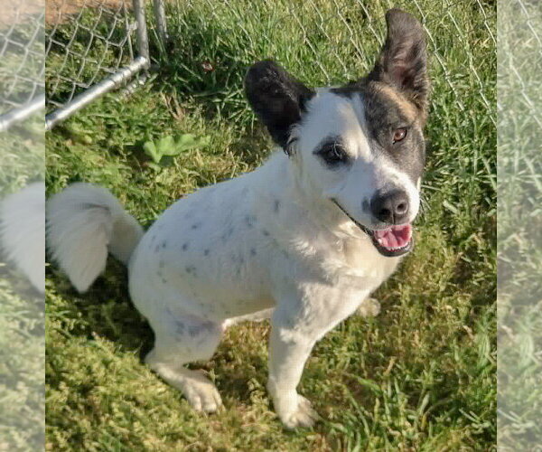 Medium Photo #11 American Staffordshire Terrier-Border Collie Mix Puppy For Sale in Huntley, IL, USA