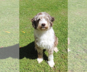 Mother of the F2 Aussiedoodle puppies born on 03/22/2023