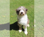 Small Photo #1 F2 Aussiedoodle Puppy For Sale in KINSTON, NC, USA