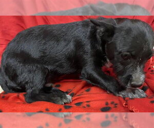 Mutt Dogs for adoption in Modesto, CA, USA