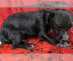 *TOBY - Male Mutt Dog for Adoption - Small photo