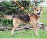 Small #2 Mutt