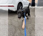 Small #1 Labrador Retriever Mix
