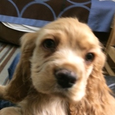 Cocker Spaniel Puppy for sale in LITTLE FALLS, NY, USA