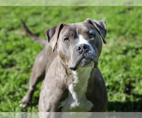 Medium Photo #2 Mutt Puppy For Sale in Ojai, CA, USA