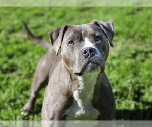 KNIGHT - Male Mutt Dog for Adoption - Photo #2