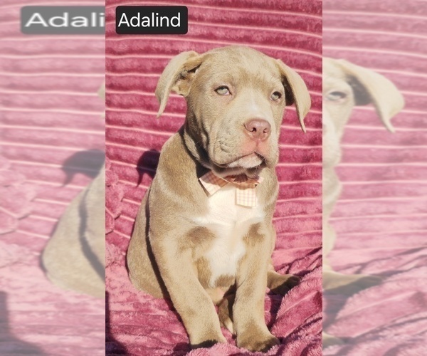 Medium Photo #16 Cane Corso Puppy For Sale in MINERAL WELLS, WV, USA