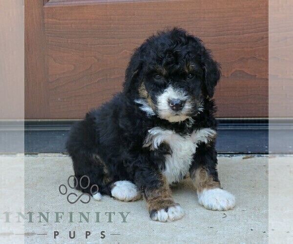 Medium Photo #2 Bernedoodle (Miniature) (+ Poodle Miniature) Puppy For Sale in NARVON, PA, USA
