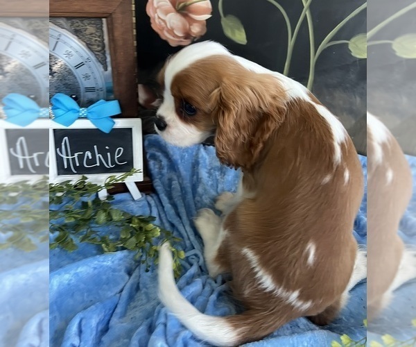 Medium Photo #6 Cavalier King Charles Spaniel Puppy For Sale in ABILENE, TX, USA
