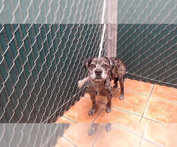 Medium Photo #1 French Bulldog-Unknown Mix Puppy For Sale in Downey, CA, USA