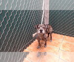 CHIP - Male French Bulldog-Unknown Mix Dog for Adoption - Small photo
