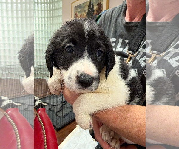 Medium Photo #1 Anatolian Shepherd-Unknown Mix Puppy For Sale in Holly Springs, NC, USA
