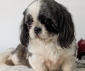 Father of the Shih Tzu puppies born on 12/03/2025