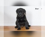 Puppy 1 Labrador Retriever