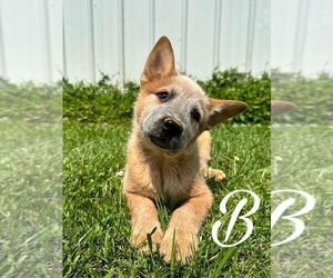 Australian Cattle Dog Puppy for sale in CAMPBELLSVILLE, KY, USA