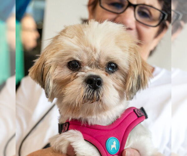 Medium Photo #3 Lhasa Apso-Unknown Mix Puppy For Sale in Mundelein, IL, USA