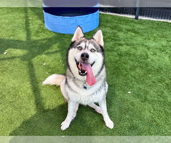 Medium Photo #6 Siberian Husky Puppy For Sale in Orange, CA, USA