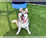 Small Photo #6 Siberian Husky Puppy For Sale in Orange, CA, USA