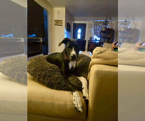 Collie-Unknown Mix Dogs for adoption in Germantown, OH, USA