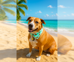 American Staffordshire Terrier-Unknown Mix Dogs for adoption in Westwood, NJ, USA