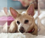 Small #1 Chihuahua Mix
