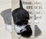 Image preview for Ad Listing. Nickname: Timber