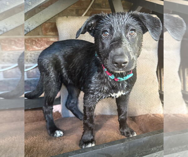 Medium Photo #36 Labrador Retriever-Unknown Mix Puppy For Sale in OKLAHOMA CITY, OK, USA