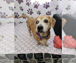 Small #1 Dachshund Mix