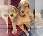 Small Photo #4 Labradoodle Puppy For Sale in AMERICAN CANYON, CA, USA