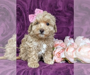Havanese-Poodle (Toy) Mix Puppy for sale in QUARRYVILLE, PA, USA
