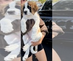 Small #1 Saint Bernard