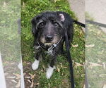 Small #1 Mutt