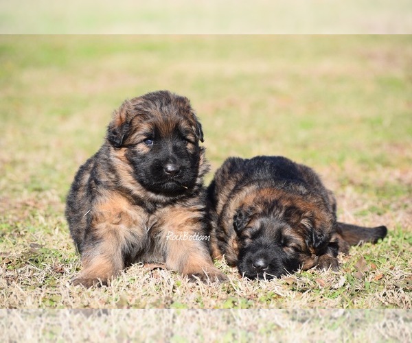 Medium Photo #3 German Shepherd Dog Puppy For Sale in MORRILTON, AR, USA