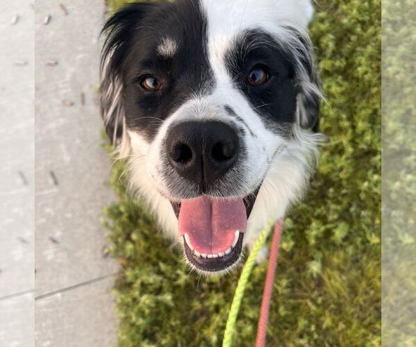 Medium Photo #3 Border Collie-Unknown Mix Puppy For Sale in Fargo, ND, USA