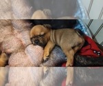 Small Photo #4 French Bulldog Puppy For Sale in EPHRATA, PA, USA