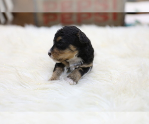 Bernedoodle-Poodle (Miniature) Mix Puppy for sale in GOSHEN, IN, USA