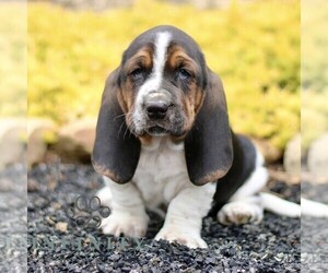 Basset Hound Puppy for sale in BIRD IN HAND, PA, USA