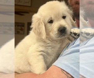 English Cream Golden Retriever Puppy for sale in JASPER, GA, USA