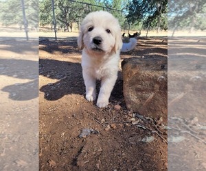 Great Pyrenees Puppy for sale in BANGOR, CA, USA