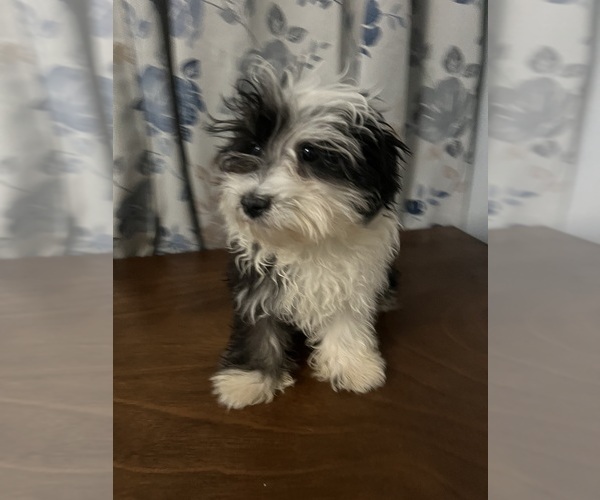 Medium Photo #19 Havanese Puppy For Sale in DURHAM, CT, USA