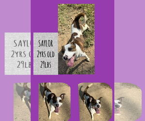 Mutt Dogs for adoption in Woodbury, NY, USA